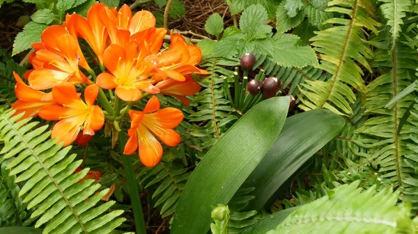 Natal bush kafir lily flower, California, EE.UU. Clivia miniata naranja exótica extravagante florecimiento botánico vibrante ardiente. Atmósfera de selva tropical. Jardín natural verde jugoso fresco vívido — Foto de Stock