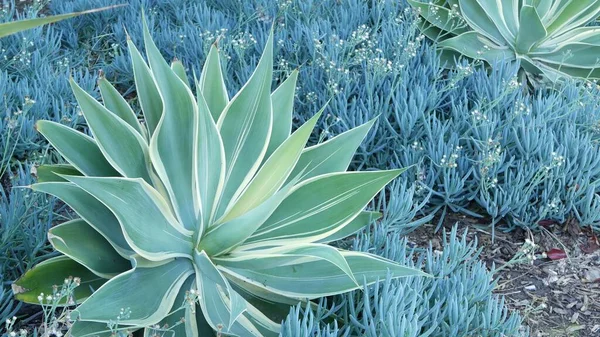 Liście niebieskiej agawy, soczyste ogrodnictwo w Kalifornii USA. Projektowanie ogrodów, yucca wieku roślin lub aloesu. Naturalne botaniczne ozdobne meksykańskie rośliny domowe, sucha pustynna kwiaciarnia. Spokojna atmosfera. — Zdjęcie stockowe