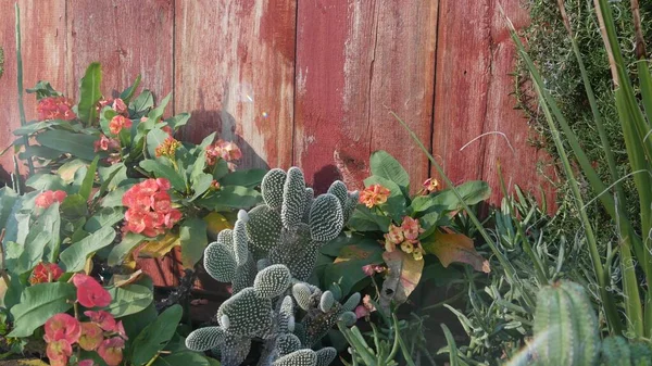 Kaktusowa soczysta roślina, Kalifornia, USA. Pustynna flora, suchy klimat naturalny kwiat, botaniczne zbliżenie tła. Zielona ozdobna niezwykła roślina domowa. Ogrodnictwo w Ameryce, rośnie z aloesu i agawy — Zdjęcie stockowe