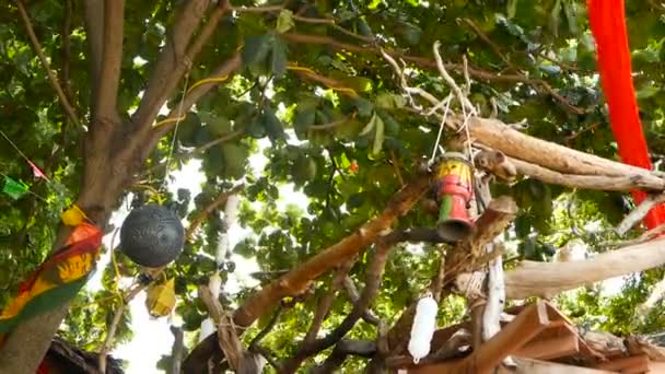 Розслабляючий Ямайський Конопель Раста Марихуана Реггі Бар Тропічному Літньому Пляжі — стокове відео