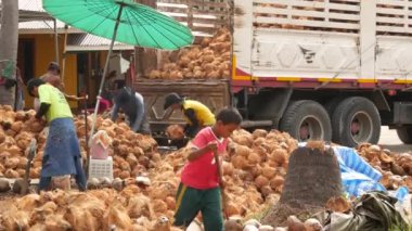 KOH SAMUI ADASI, THAILAND - 1 Temmuz 2019: Hindistan cevizi tarlasında çalışan Asyalı Taylandlı adamlar petrol ve posa üretimine hazır fındıklar. Geleneksel Asya tarım ve işi