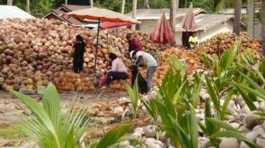 KOH SAMUI ADASI, THAILAND - 1 Temmuz 2019: Hindistan cevizi tarlasında çalışan Asyalı Taylandlı adamlar petrol ve posa üretimine hazır fındıklar. Geleneksel Asya tarım ve işi