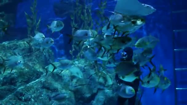 バンコク 12月2018水族館でダイバーの餌魚 サイアムパラゴンショッピングモールの巨大な水族館の中でエキゾチックな魚を供給ダイバー装置を持つ匿名の人 — ストック動画
