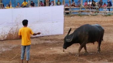 KOH SAMUI, THAILAND - 24 Mayıs 2019 Kırsal Tayland halkı festival sırasında toplandı ve öfkeli su buffalolarının geleneksel savaşlarını bu boğa dövüşleri üzerine bahis yaparak ve geçici halka açık alanda düzenlediler.