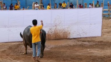 KOH SAMUI, THAILAND - 24 Mayıs 2019 Kırsal Tayland halkı festival sırasında toplandı ve öfkeli su buffalolarının geleneksel savaşlarını bu boğa dövüşleri üzerine bahis yaparak ve geçici halka açık alanda düzenlediler.