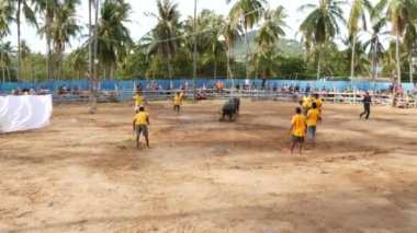 KOH SAMUI, THAILAND - 24 Mayıs 2019 Kırsal Tayland halkı festival sırasında toplandı ve öfkeli su buffalolarının geleneksel savaşlarını bu boğa dövüşleri üzerine bahis yaparak ve geçici halka açık alanda düzenlediler.