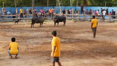 KOH SAMUI, THAILAND - 24 Mayıs 2019 Kırsal Tayland halkı festival sırasında toplandı ve öfkeli su buffalolarının geleneksel savaşlarını bu boğa dövüşleri üzerine bahis yaparak ve geçici halka açık alanda düzenlediler.