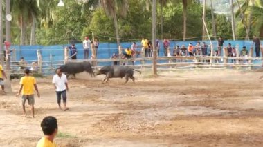 KOH SAMUI, THAILAND - 24 Mayıs 2019 Kırsal Tayland halkı festival sırasında toplandı ve öfkeli su buffalolarının geleneksel savaşlarını bu boğa dövüşleri üzerine bahis yaparak ve geçici halka açık alanda düzenlediler.