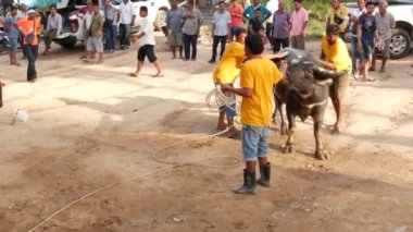 KOH SAMUI, THAILAND - 24 Mayıs 2019 Kırsal Tayland halkı festival sırasında toplandı ve öfkeli su buffalolarının geleneksel savaşlarını bu boğa dövüşleri üzerine bahis yaparak ve geçici halka açık alanda düzenlediler.