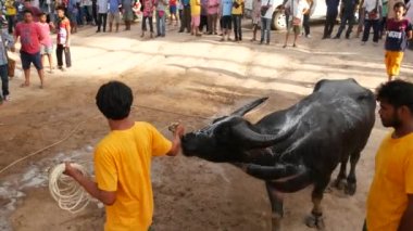 KOH SAMUI, THAILAND - 24 Mayıs 2019 Kırsal Tayland halkı festival sırasında toplandı ve öfkeli su buffalolarının geleneksel savaşlarını bu boğa dövüşleri üzerine bahis yaparak ve geçici halka açık alanda düzenlediler.
