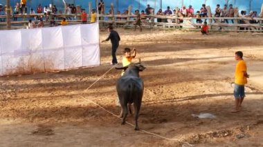 KOH SAMUI, THAILAND - 24 Mayıs 2019: geleneksel boğa güreşi şovunda kaza. Tipik boğa güreşi performansı sırasında kızgın boğa binicisi kum arenasında eziliyor. Festivalde kırsal Taylandlılar