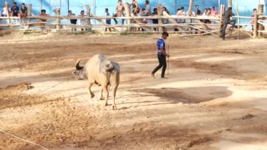 KOH SAMUI, THAILAND - 24 Mayıs 2019 Kırsal Tayland halkı festival sırasında toplandı ve öfkeli su buffalolarının geleneksel savaşlarını bu boğa dövüşleri üzerine bahis yaparak ve geçici halka açık alanda düzenlediler.