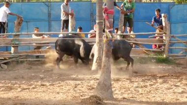 KOH SAMUI, THAILAND - 24 Mayıs 2019 Kırsal Tayland halkı festival sırasında toplandı ve öfkeli su buffalolarının geleneksel savaşlarını bu boğa dövüşleri üzerine bahis yaparak ve geçici halka açık alanda düzenlediler.