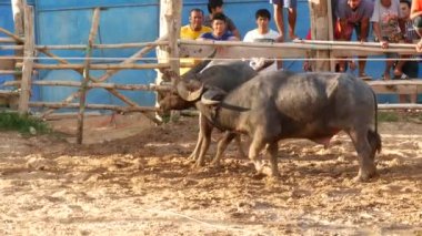 KOH SAMUI, THAILAND - 24 Mayıs 2019 Kırsal Tayland halkı festival sırasında toplandı ve öfkeli su buffalolarının geleneksel savaşlarını bu boğa dövüşleri üzerine bahis yaparak ve geçici halka açık alanda düzenlediler.