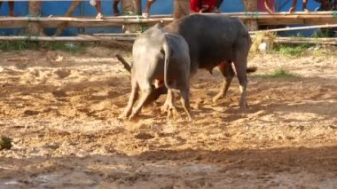 KOH SAMUI, THAILAND - 24 Mayıs 2019 Kırsal Tayland halkı festival sırasında toplandı ve öfkeli su buffalolarının geleneksel savaşlarını bu boğa dövüşleri üzerine bahis yaparak ve geçici halka açık alanda düzenlediler.