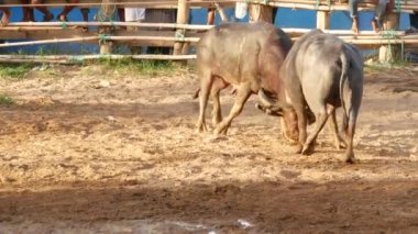 KOH SAMUI, THAILAND - 24 Mayıs 2019 Kırsal Tayland halkı festival sırasında toplandı ve öfkeli su buffalolarının geleneksel savaşlarını bu boğa dövüşleri üzerine bahis yaparak ve geçici halka açık alanda düzenlediler.