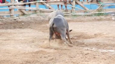 KOH SAMUI, THAILAND - 24 Mayıs 2019 Kırsal Tayland halkı festival sırasında toplandı ve öfkeli su buffalolarının geleneksel savaşlarını bu boğa dövüşleri üzerine bahis yaparak ve geçici halka açık alanda düzenlediler.