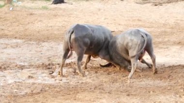 KOH SAMUI, THAILAND - 24 Mayıs 2019 Kırsal Tayland halkı festival sırasında toplandı ve öfkeli su buffalolarının geleneksel savaşlarını bu boğa dövüşleri üzerine bahis yaparak ve geçici halka açık alanda düzenlediler.