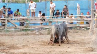 KOH SAMUI, THAILAND - 24 Mayıs 2019 Kırsal Tayland halkı festival sırasında toplandı ve öfkeli su buffalolarının geleneksel savaşlarını bu boğa dövüşleri üzerine bahis yaparak ve geçici halka açık alanda düzenlediler.
