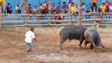 KOH SAMUI, THAILAND - 24 Mayıs 2019 Kırsal Tayland halkı festival sırasında toplandı ve öfkeli su buffalolarının geleneksel savaşlarını bu boğa dövüşleri üzerine bahis yaparak ve geçici halka açık alanda düzenlediler.