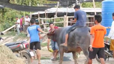 KOH SAMUI, THAILAND - 24 Mayıs 2019 Kırsal Tayland halkı festival sırasında toplandı ve öfkeli su buffalolarının geleneksel savaşlarını bu boğa dövüşleri üzerine bahis yaparak ve geçici halka açık alanda düzenlediler.
