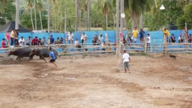 KOH SAMUI, THAILAND - 24 Mayıs 2019 Kırsal Tayland halkı festival sırasında toplandı ve öfkeli su buffalolarının geleneksel savaşlarını bu boğa dövüşleri üzerine bahis yaparak ve geçici halka açık alanda düzenlediler.