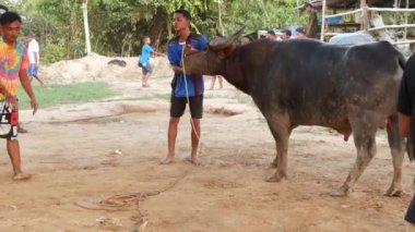 KOH SAMUI, THAILAND - 24 Mayıs 2019 Kırsal Tayland halkı festival sırasında toplandı ve öfkeli su buffalolarının geleneksel savaşlarını bu boğa dövüşleri üzerine bahis yaparak ve geçici halka açık alanda düzenlediler.