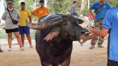 KOH SAMUI, THAILAND - 24 Mayıs 2019 Kırsal Tayland halkı festival sırasında toplandı ve öfkeli su buffalolarının geleneksel savaşlarını bu boğa dövüşleri üzerine bahis yaparak ve geçici halka açık alanda düzenlediler.