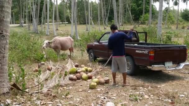 Samui Thailand Mei 2019 Bruine Waterbuffel Thaise Man Verzamelen Kokosnoten — Stockvideo