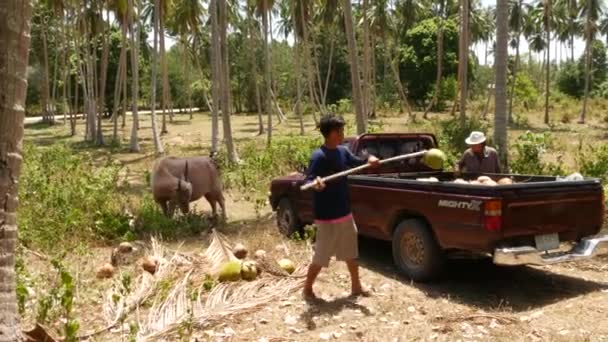 Samui Thailand Mayıs 2019 Kahverengi Bufalosu Taylandlı Adam Hindistan Cevizi — Stok video