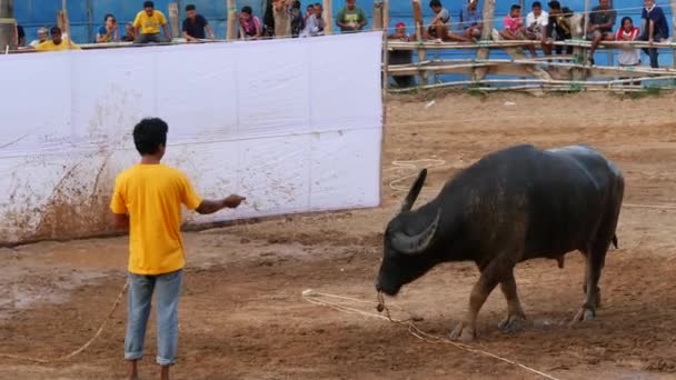 Koh Samui Thailand Května 2019 Venkovští Thajci Během Festivalu Sejdou — Stock video