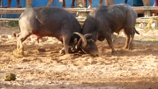 Koh Samui Thailand Mei 2019 Thaise Plattelandsmensen Verzamelen Zich Tijdens — Stockvideo