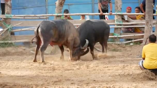 Koh Samui Tajlandia Maj 2019 Wiejscy Tajlandczycy Zbierają Się Podczas — Wideo stockowe