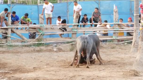 Koh Samui 5月2019農村部のタイ人は祭りの間に集まり 一時的な公共の場で怒りの水の水牛の伝統的な戦いを手配し これらの牛の戦いに賭ける — ストック動画