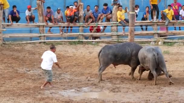 Koh Samui Thailand Mai 2019 Thailändische Landbewohner Versammeln Sich Während — Stockvideo