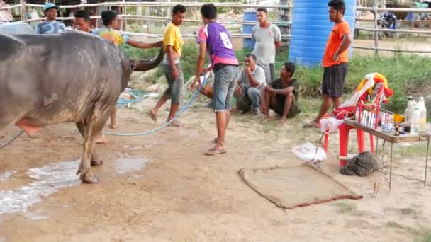 Koh Samui Tailandia Mayo 2019 Los Tailandeses Rurales Reúnen Durante — Vídeo de stock