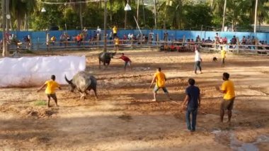 KOH SAMUI, THAILAND - 24 Mayıs 2019 Kırsal Tayland halkı festival sırasında toplandı ve öfkeli su buffalolarının geleneksel savaşlarını bu boğa dövüşleri üzerine bahis yaparak ve geçici halka açık alanda düzenlediler.