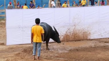 KOH SAMUI, THAILAND - 24 Mayıs 2019 Kırsal Tayland halkı festival sırasında toplandı ve öfkeli su buffalolarının geleneksel savaşlarını bu boğa dövüşleri üzerine bahis yaparak ve geçici halka açık alanda düzenlediler.