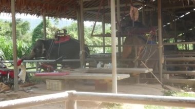 KOH SAMUI ADASI, THAILAND - 11 HAZİRAN 2019: arkasında eyeri olan büyük fil demir ağılda turistleri bekliyor. Esarette hayvan işçiliği kullanımı, geleneksel Asya çiftlik hayvanları.