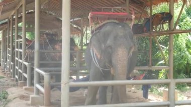 KOH SAMUI ADASI, THAILAND - 11 HAZİRAN 2019: arkasında eyeri olan büyük fil demir ağılda turistleri bekliyor. Esarette hayvan işçiliği kullanımı, geleneksel Asya çiftlik hayvanları.