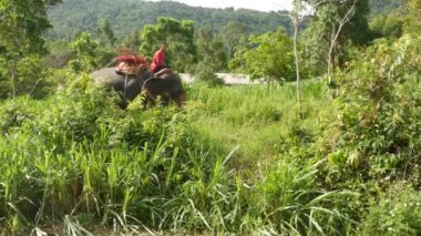 KOH SAMUI ADASI, THAILAND - 11 HAZİRAN 2019: genç Asyalı adam yeşil arazi çalılıklarında büyük ve muhteşem bir file biniyor. Esaret altındaki hayvanların ve insanların işbirliği