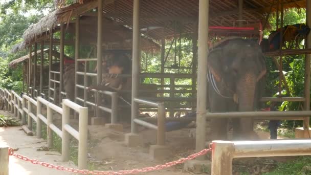 Koh Samui Island Thailand Giugno 2019 Grande Elefante Con Sella — Video Stock