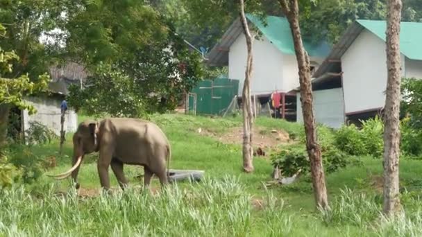 Koh Samui Island Tailândia Usando Poder Dos Animais Agricultura Elefante — Vídeo de Stock