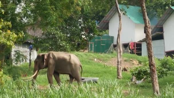 Koh Samui Island Tailândia Usando Poder Dos Animais Agricultura Elefante — Vídeo de Stock