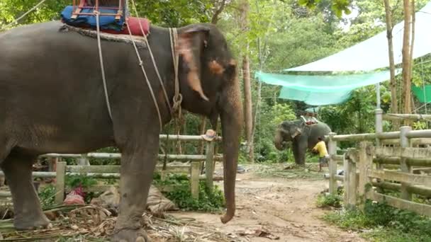 Koh Samui Island Thailand Junho 2019 Grande Elefante Com Sela — Vídeo de Stock