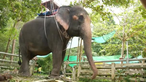 Koh Samui Island Thailand Junho 2019 Grande Elefante Com Sela — Vídeo de Stock