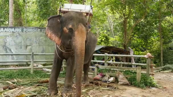 Koh Samui Island Thailand Junho 2019 Grande Elefante Com Sela — Vídeo de Stock