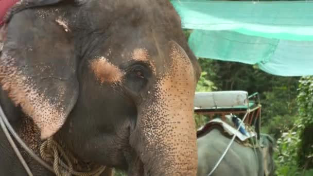 Koh Samui Island Tailandia Junio 2019 Elefante Grande Con Silla — Vídeo de stock
