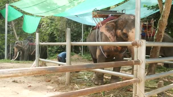 Île Koh Samui Thaïlande Juin 2019 Grand Éléphant Avec Selle — Video