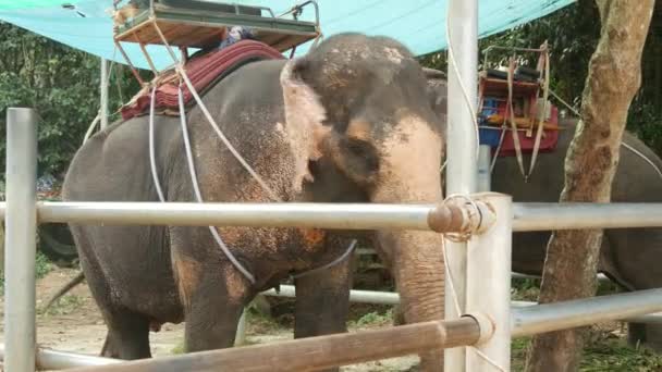 Koh Samui Island Thailand Juni 2019 Stor Elefant Med Sadel – Stock-video